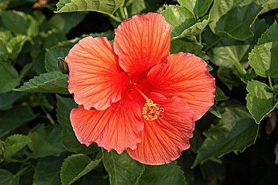 《尼尔：机械纪元》制作人澄清表示海外版游戏并未删减